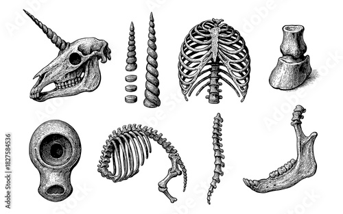 Vintage engraved mythical and anatomical bone collection
