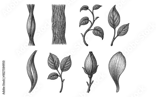 Vintage botanical elements with leaves and twigs in etching style