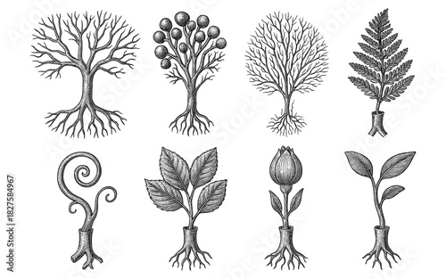 Intricate botanical ink drawings of unique hypothetical trees and plants