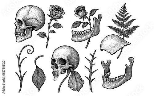 Intricate hand-drawn skulls and botanical elements with vintage aesthetic