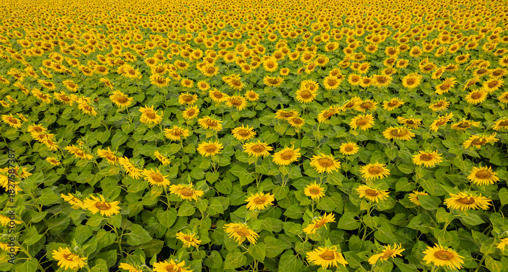 Obraz premium Sunflowers are blooming beautifully in the garden.
