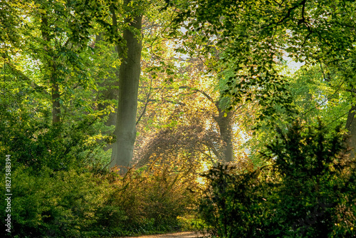 Sun rays in a forest