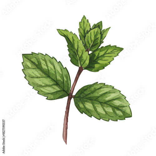 Vector watercolor mint / 水彩テイストのミントイラスト