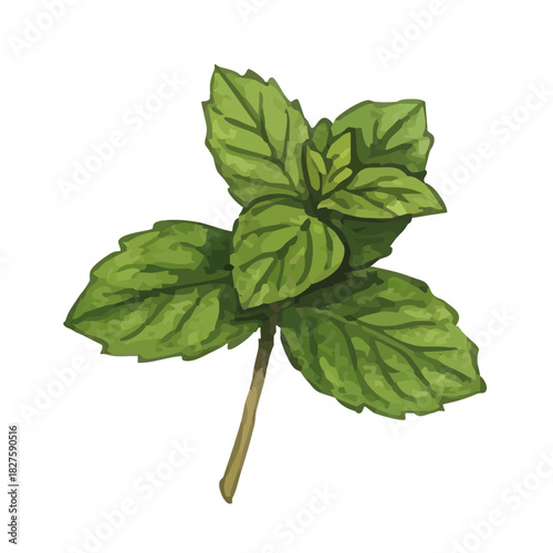 Vector watercolor mint / 水彩テイストのミントイラスト