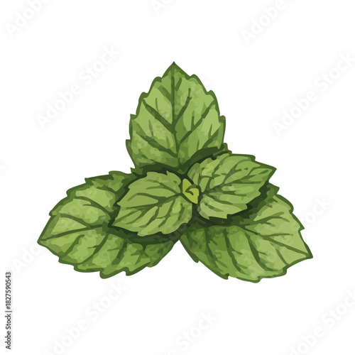 Vector watercolor mint / 水彩テイストのミントイラスト