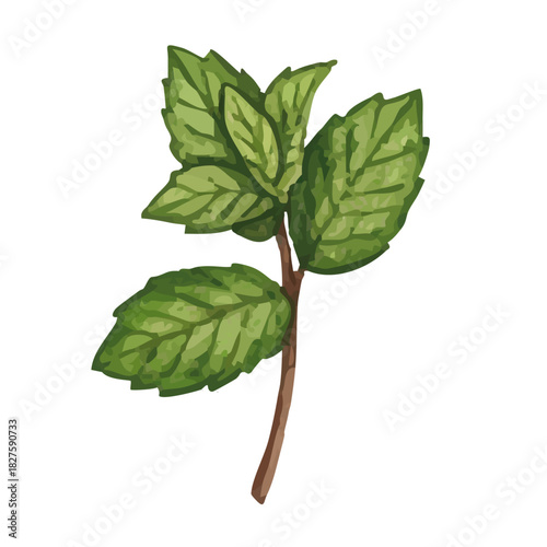 Vector watercolor mint / 水彩テイストのミントイラスト