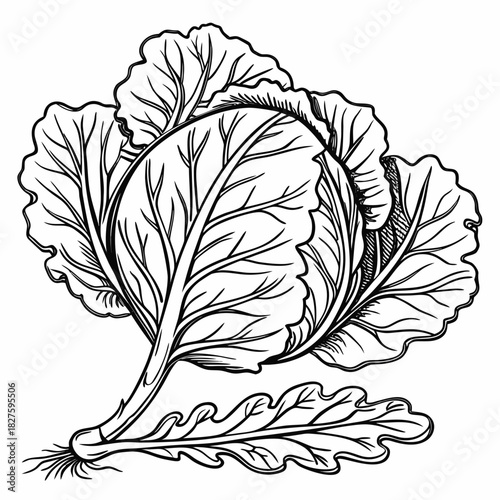 Highly Detailed Vintage Stipple Effect Cabbage Leaf Study