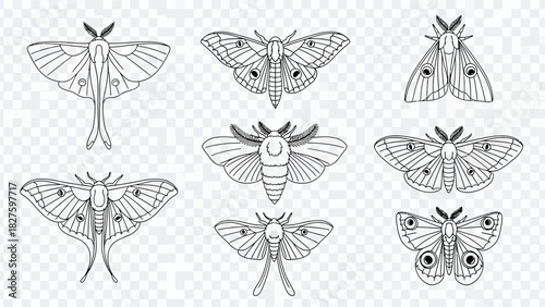 Line Art Set of Various Moths including Luna Moth, Vintage Engraving Style