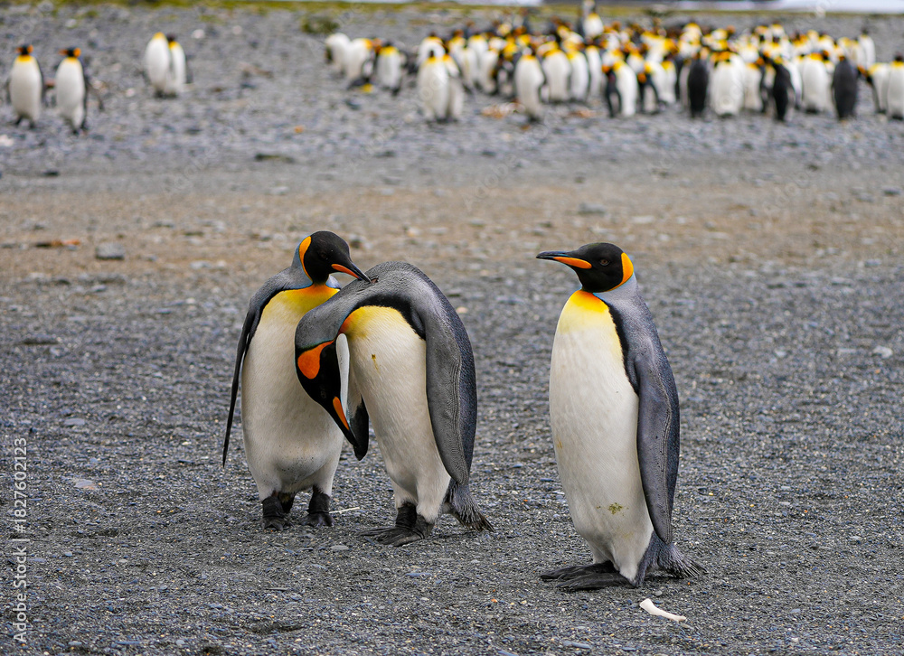 Obraz premium Three adult king penguins on South Georgia: two nuzzle each other in a tender moment, while the third observes quietly on a pebble beach with the colony blurred in the background.
