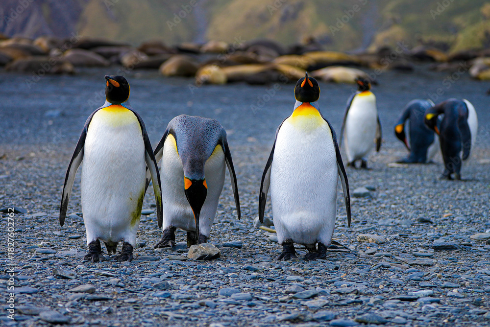 Fototapeta premium Group of king penguins walking on a rocky beach in South Georgia. These elegant seabirds are native to subantarctic islands and known for their bright orange markings.