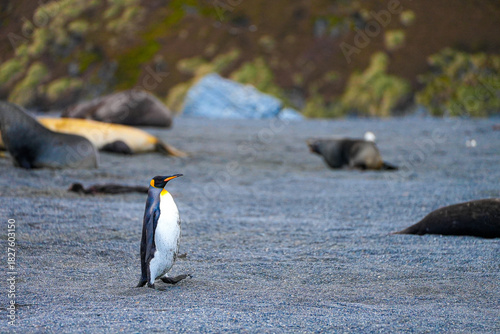 A solitary king penguin strides across a quiet volcanic beach, surrounded by resting elephant seals in the wild subantarctic landscape of remote South Georgia.