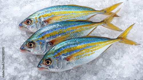 Three fresh fusilier fish vibrant blue yellow stripes lying on ice for cooling preservation close-up high angle