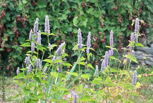 Flowering Agastache foeniculum, also called anise hyssop in country herb garden. Favourite decorative flower agastache has many medicinal uses. Rippening blackberries by the stone wall.