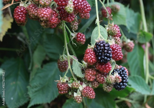 Bush with ripening backberries, lat. Rubus  fruticosus Thornless in the garden. Detail of bush branch with sweet blackberries in a garden.