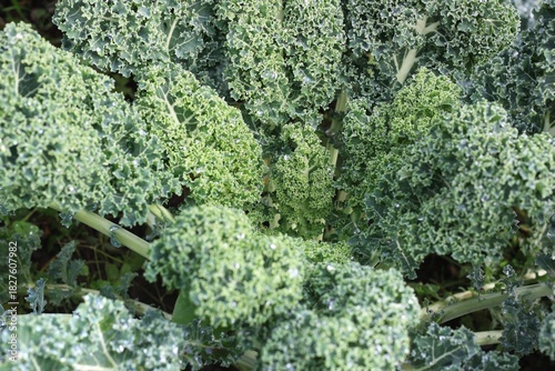 Brassica oleracea var. Sabellica in autumn garden after rainy day. Kale or leaf curly cabbage is fresh even in winter season.