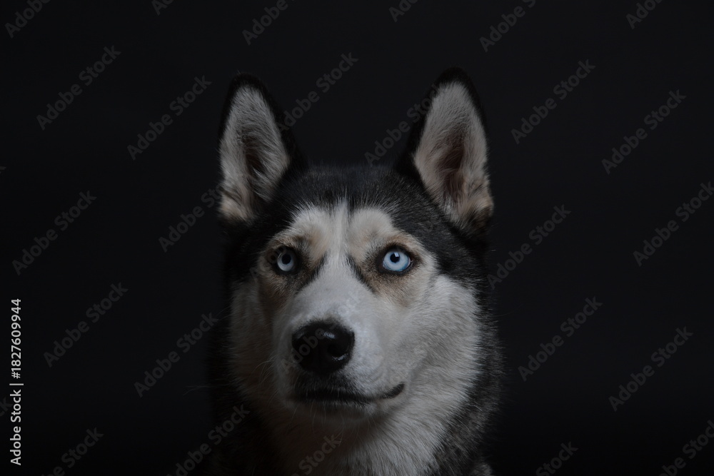 Obraz premium hund, husky, tier, haustier, weiß, sibirische katze, breed, canino, wolf, fell, schnee, säugetier, hübsch, welpe, freund, black, schlittenhund, auge, kopf, reinrassig, winter, siberian husky