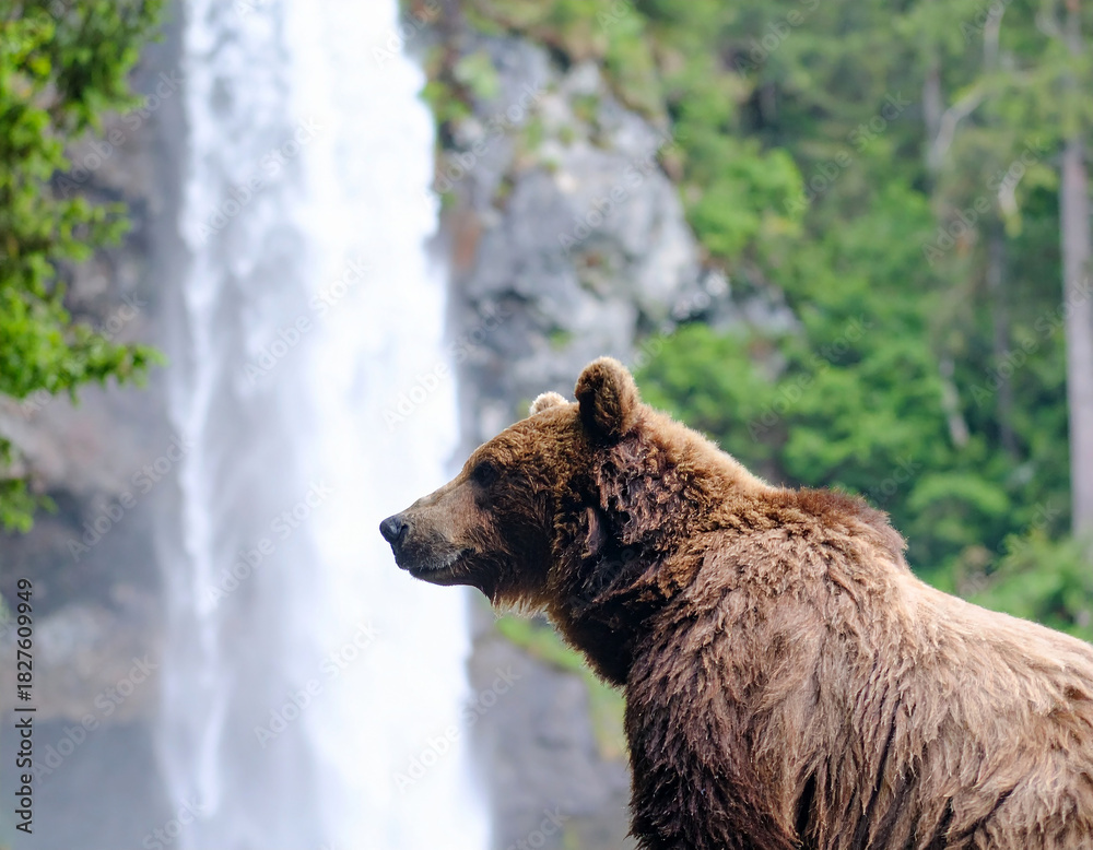 Obraz premium Portrait image of brown bear standing at the top of waterfall. surrounded by lush green trees. 