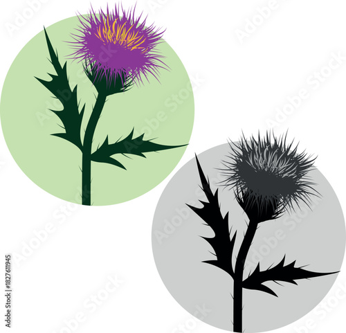 Thistle Illustration in Color and Black and White