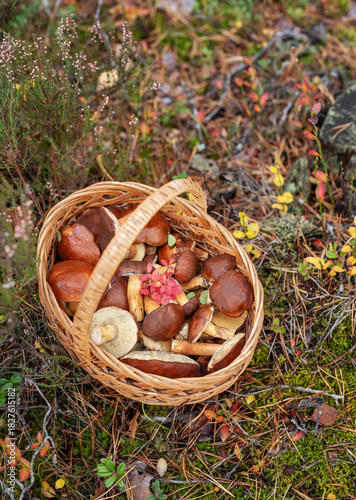 Wicker basket filled with wild edible mushrooms in forest