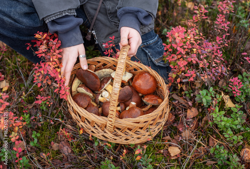 Person holding full basket of wild mushrooms in autumn forest