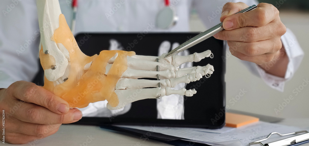 Fototapeta premium A physician in a white coat presents a detailed foot model, ideal for patient education or professional consultations