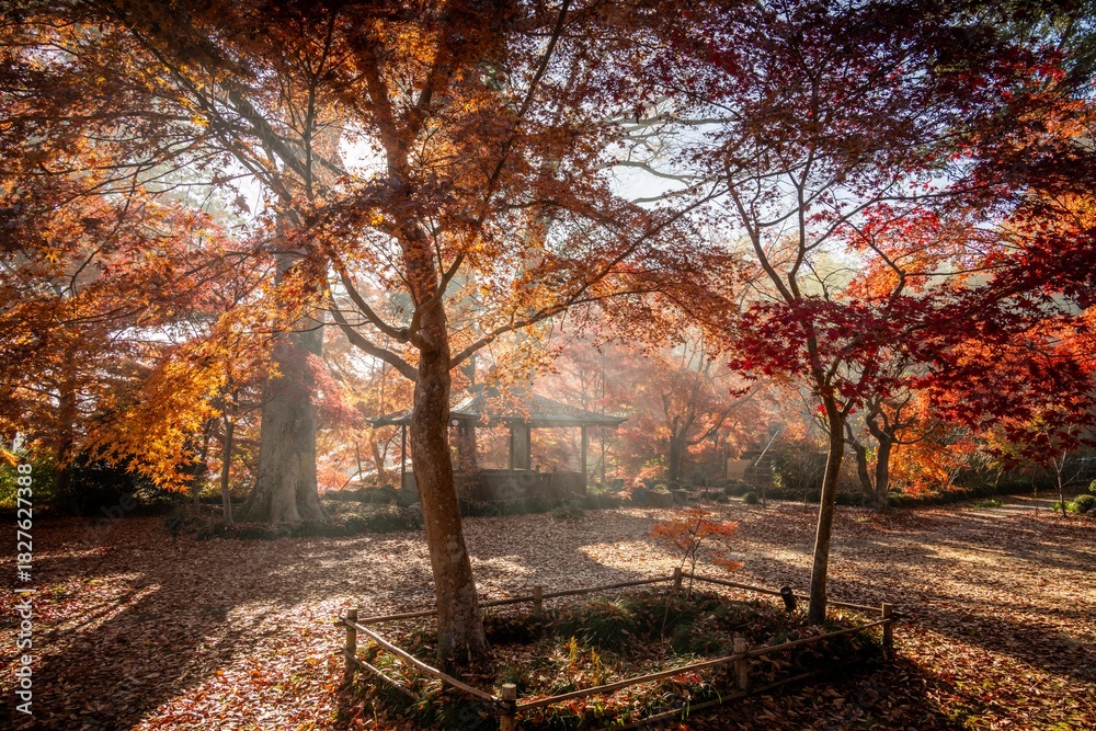 Obraz premium 栃木県益子町 圓通寺の紅葉 