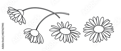 Simple outline drawing of three daisy flowers with varying stem curves and petal arrangements presented against a white background, perfect for graphic design and springtime motifs.