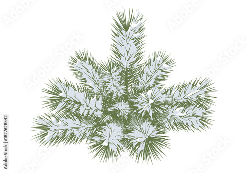 Vibrant green fir branch with spiky needles beautifully covered in fresh white snow a winter illustration.
