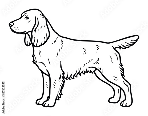 Outline sketch of a regal setter dog standing alert, perfect for graphic design projects and animalthemed content.