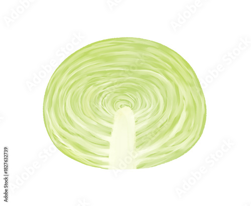 半分にカットしたキャベツのイラスト