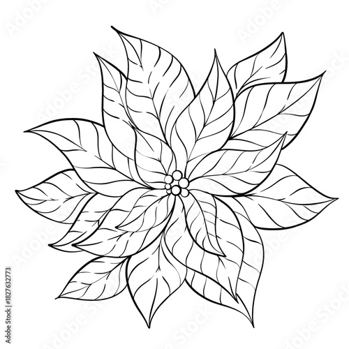 Black and White Poinsettia Christmas Flower Line Art. Minimal Hand-Drawn Holiday Botanical Illustration for Cards, Posters, Coloring Sheets and Winter Seasonal Decor