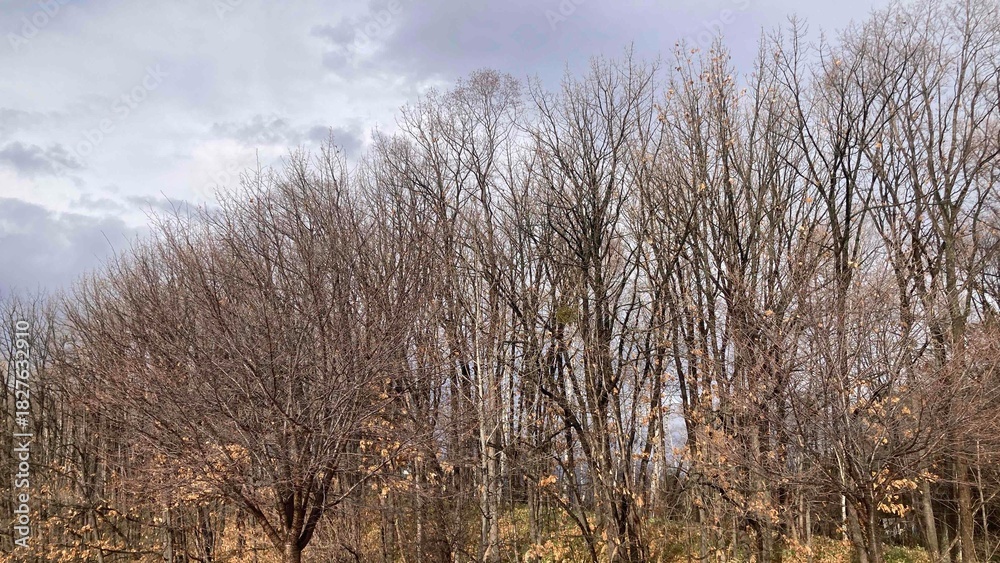 Fototapeta premium 木, 空, 風景, 自然, 森, カバノキ, とぶ, 青, 秋, 冬, 草, 雲, 季節, 霜, 緑,