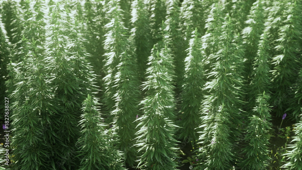 Fototapeta premium Rows of vibrant cannabis plants stretch towards the sky under a bright sun. Their sturdy stalks and lush leaves sway gently in the warm breeze, creating a lively atmosphere in this cultivated field.