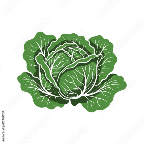 Vibrant green fresh organic whole cabbage head vector illustration for healthy cooking ingredients and diet