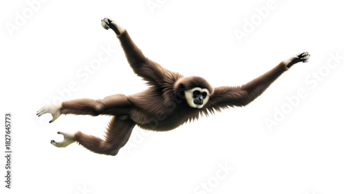 Gibbon Primate Leaping Isolated on White Background
