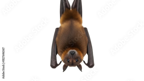 Hanging Brown Bat Isolated White Background Nocturnal Wildlife Mammal