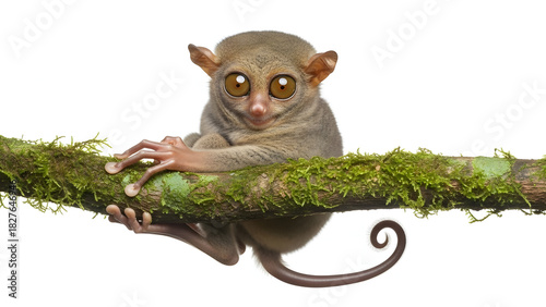 Tarsier primate on a mossy branch, looking at viewer
