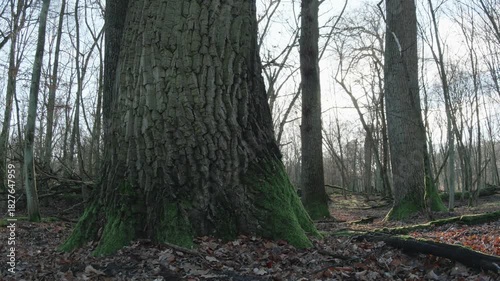 moving autumn landscape with trees and leaves in old natural forest, nature is cool series