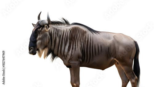 African Wildebeest Isolated on White Safari Animal
