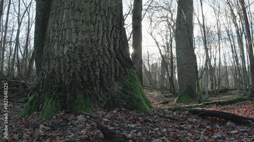 moving autumn landscape with trees and leaves in old natural forest, nature is cool series