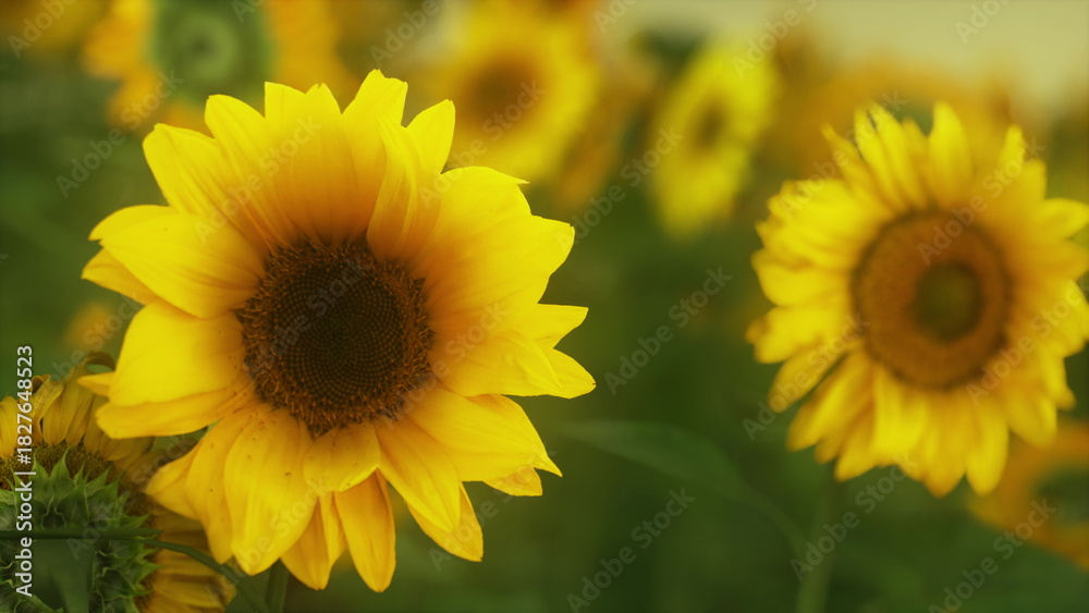 Obraz premium In a sunny field, bright yellow sunflowers stretch towards the sky, their large heads following the sun. The surrounding greenery enhances the vibrant scene, creating a cheerful atmosphere.