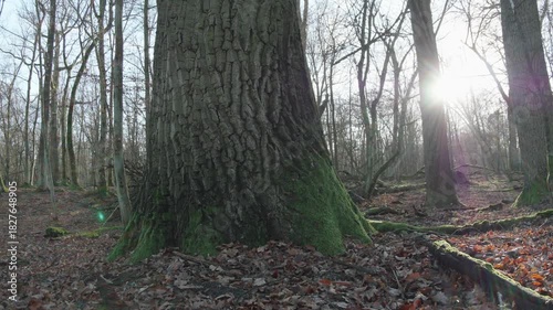 moving autumn landscape with trees and leaves in old natural forest, nature is cool series