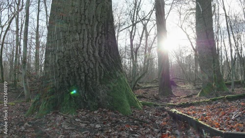 moving autumn landscape with trees and leaves in old natural forest, nature is cool series