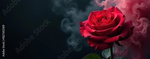 Crimson rose engulfed by swirling grey smoke, stark black backdrop, flower, image, valentines