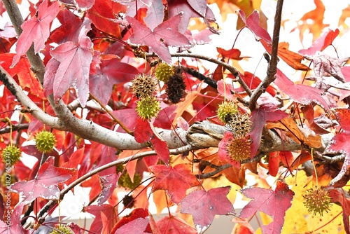 Autumn leaves and fruit of American sweetgum. Hamamelidaceae decidous. The fruit is an aggregate of capsules with hard, sharp thorns that ripen in autumn and hang down.