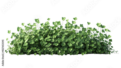 Green leafy plants grow in dense clusters providing a lush backdrop in a bright garden setting.