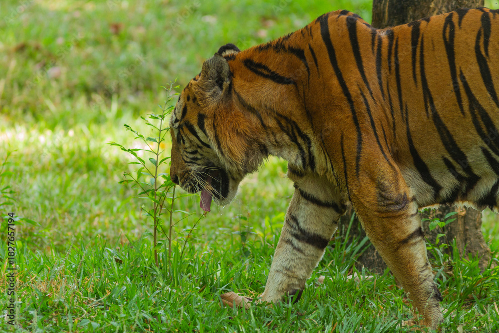 Obraz premium Sumatran tiger in its natural habitat, showcasing distinctive dark stripes, sharp features, and powerful presence, representing Indonesia’s endangered wildlife.