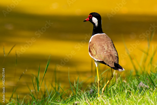 Rotlappenkiebitz in Thailand