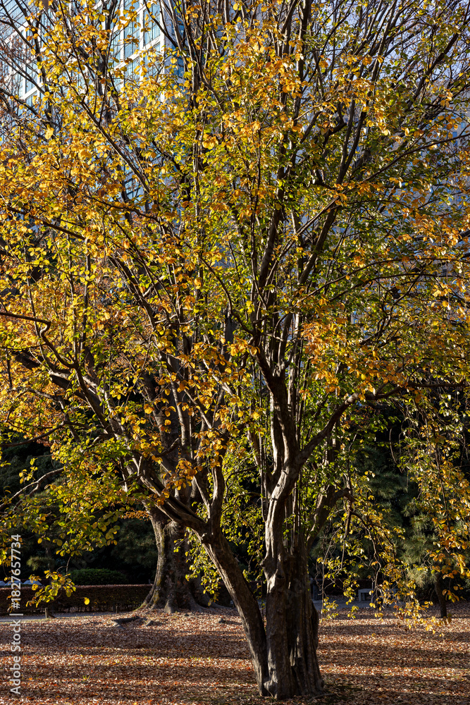 Fototapeta premium 都心散歩 冬間近の浜離宮の森