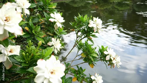 Beautiful gardenia flowers blooming with green leaves near reflecting water. Nature, outdoors, plant, beauty concept.